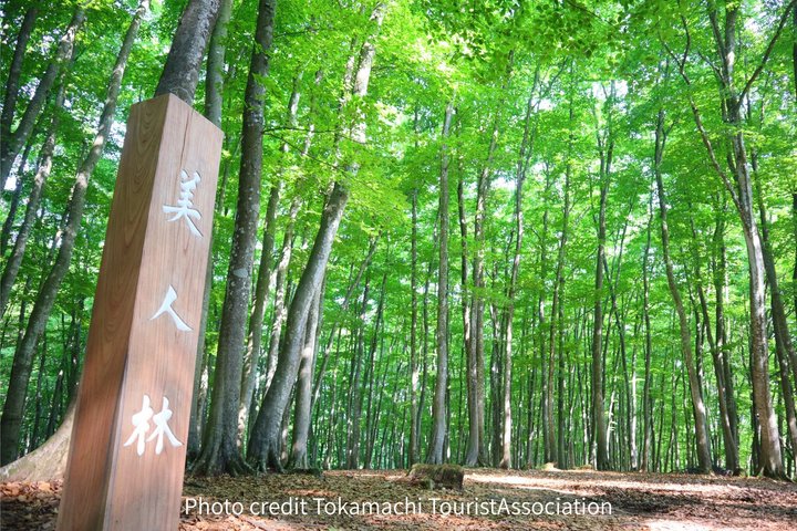 Kiyotsu Gorge and Beyond Scenic Rice Terraces and Beech Forests