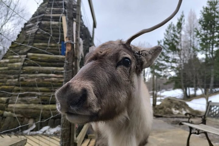 Seyðisfjörður: Hidden Stuðlagil Canyon & Reindeer Tour
