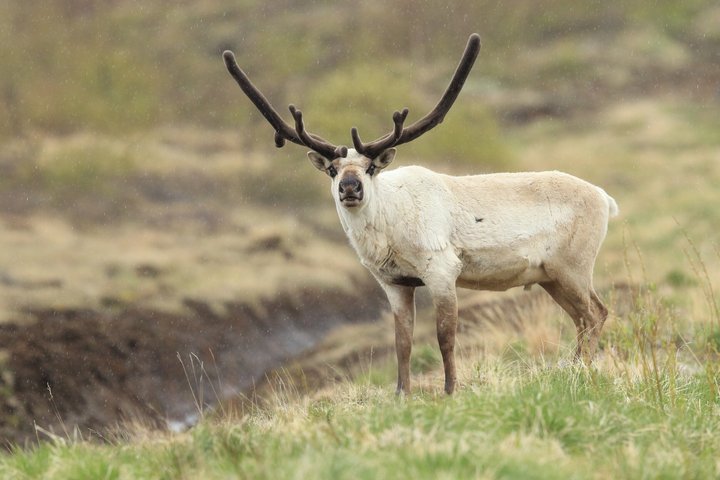 Seyðisfjörður: Hidden Stuðlagil Canyon & Reindeer Tour