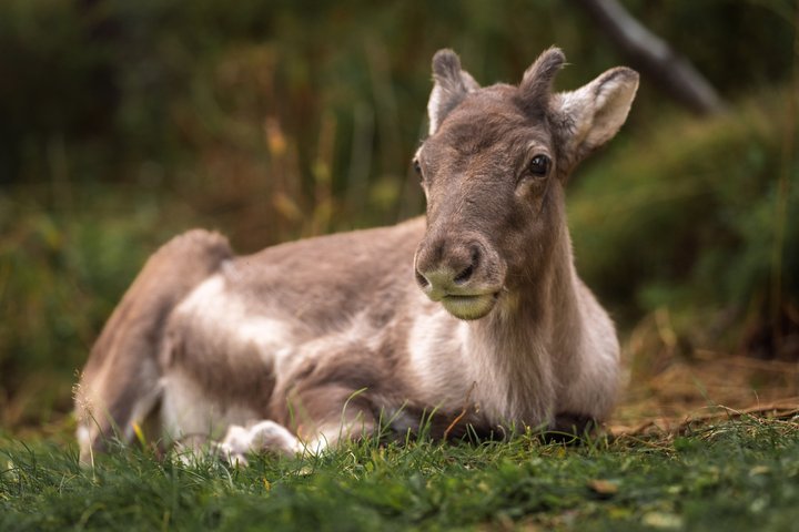 Seyðisfjörður: Hidden Stuðlagil Canyon & Reindeer Tour