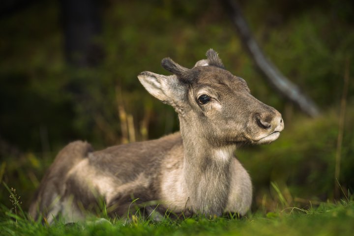 Seyðisfjörður: Hidden Stuðlagil Canyon & Reindeer Tour