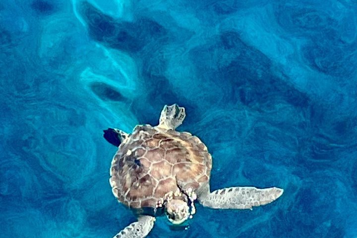 APHRODITE II -LAZY DAY CRUISE-BLUE LAGOON,TURTLE COVE, with LUNCH