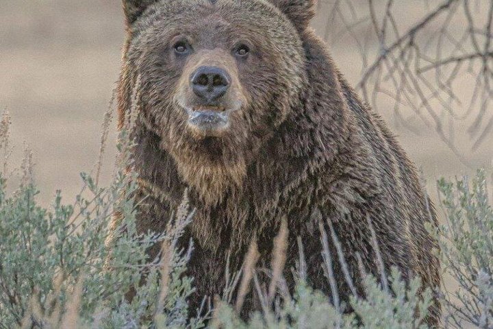 Private Yellowstone Lower Loop Sites & Wildlife Tour from Bozeman