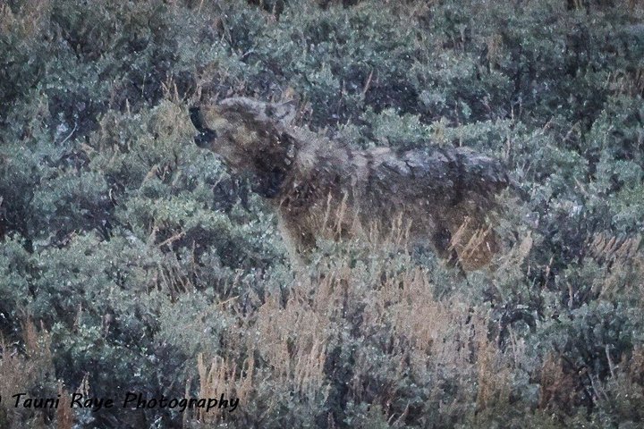 Private Yellowstone Lower Loop Sites & Wildlife Tour from Bozeman