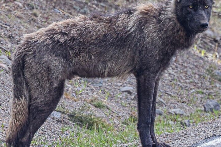 Private Yellowstone Lower Loop Sites & Wildlife Tour from Bozeman