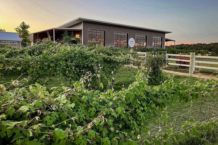 Fredericksburg Giraffe Safari and Dinner Experience