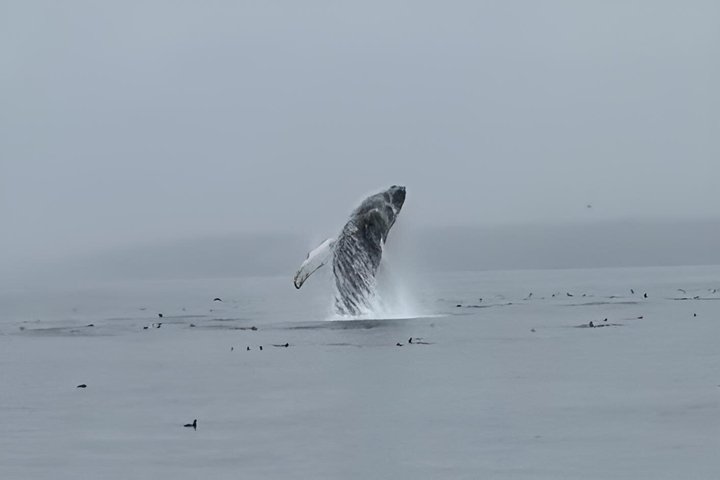 Experience Incredible Marine Wildlife Tour
