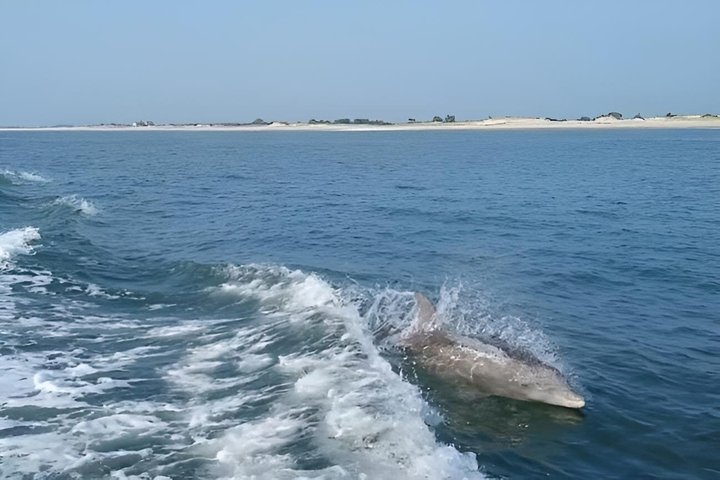 Seaside Cruising Dolphin Watching and Sunset Cruises