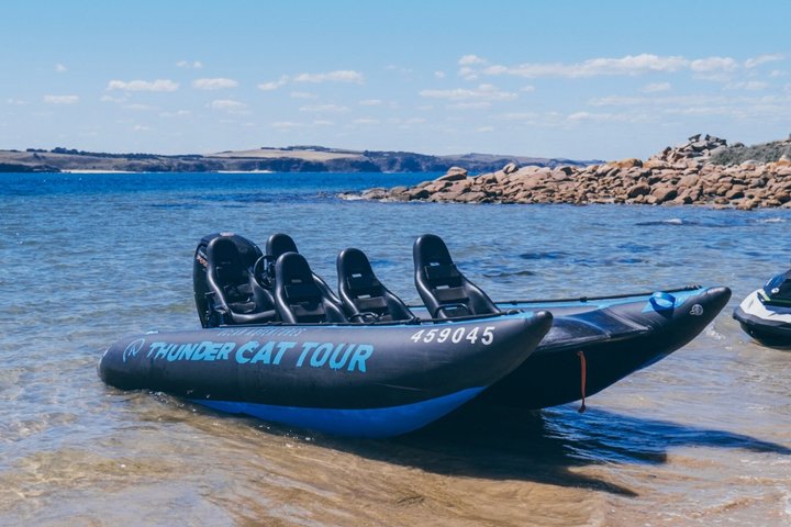 Phillip Island High Speed Sea Caves Boat Tour with Seal Sighting