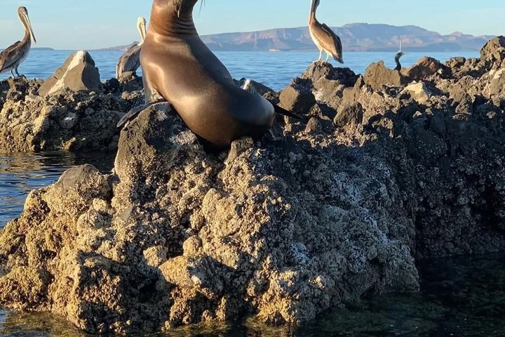 Isla Espiritu Santo and Balandra All Inclusive Tour