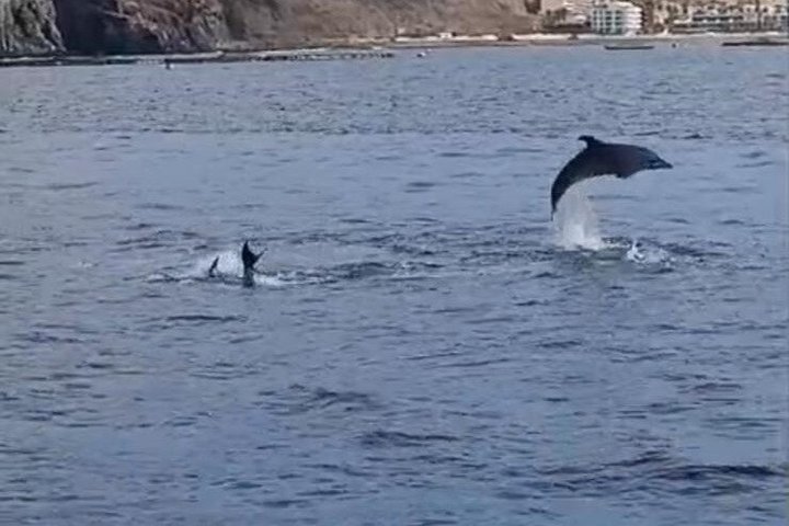 Tenerife Ecoyacht Tour for Whale Watching