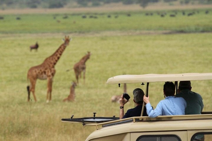 1 Day Akagera Wildlife Safari( Pick up and drop off))