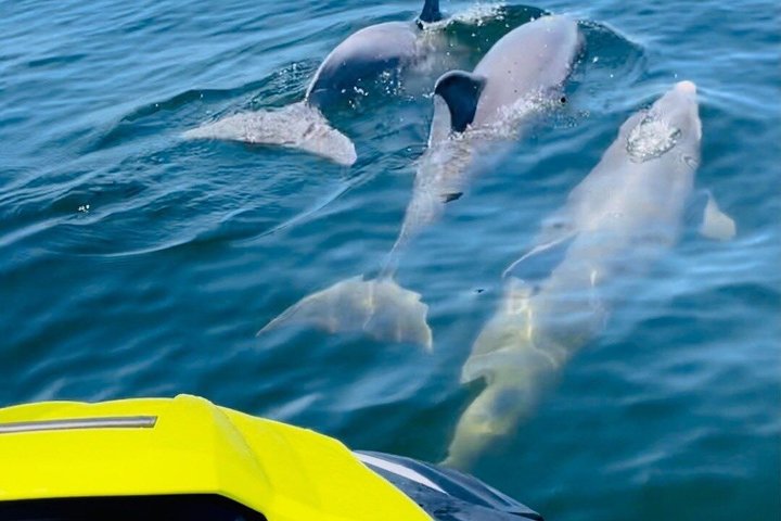 2 Hour Shell Island Jet Ski Dolphin Tour