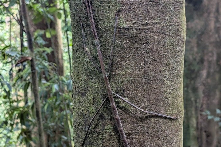 Bukit Lawang Orangutan Trekking 2D1N All Inclusive Medan Basic