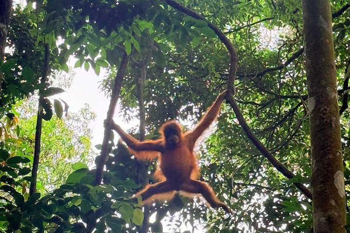 Bukit Lawang Orangutan Trekking 2D1N All Inclusive Medan Basic