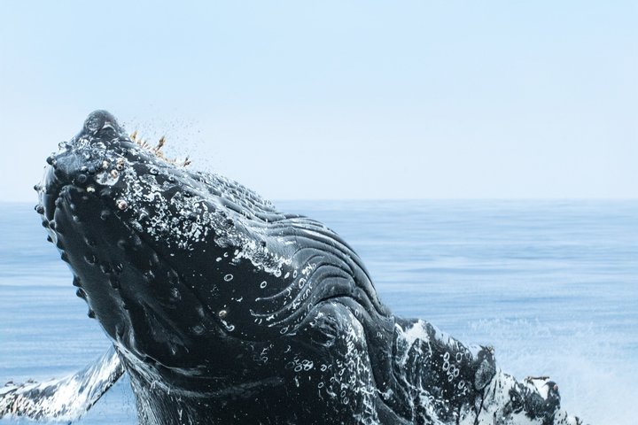 Ocean Safaris Whale Watching semi-private limited to 6 people max