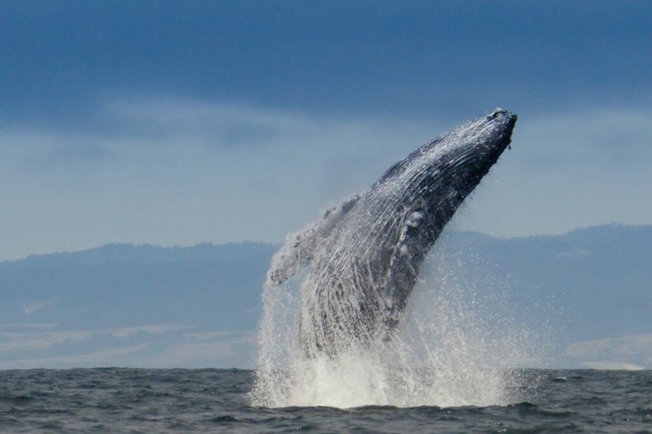Ocean Safaris Whale Watching semi-private limited to 6 people max