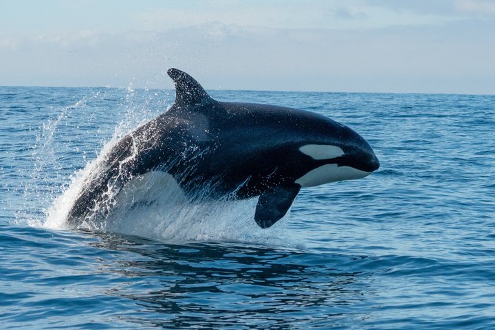 Ocean Safaris Whale Watching semi-private limited to 6 people max