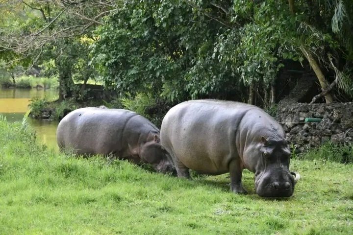 Haller Park Tour observing hippos, giraffes, birds, monkeys, crocs & others