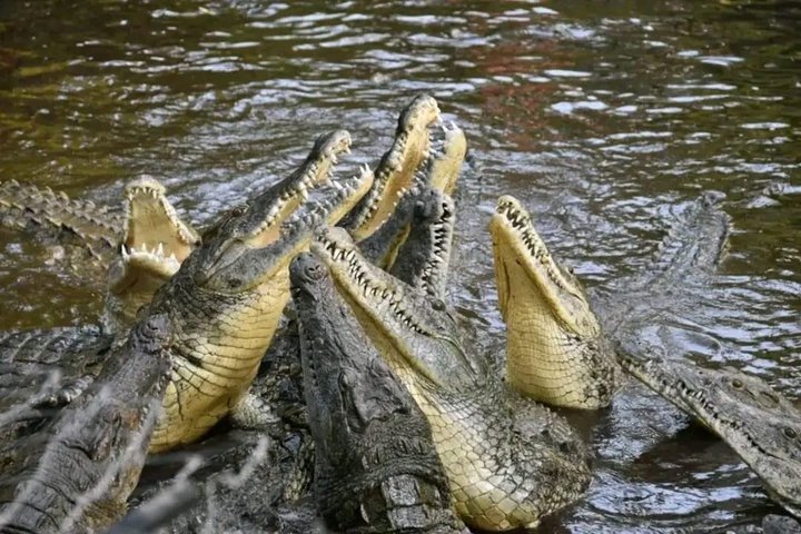 Haller Park Tour observing hippos, giraffes, birds, monkeys, crocs & others
