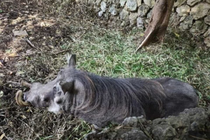 Haller Park Tour observing hippos, giraffes, birds, monkeys, crocs & others