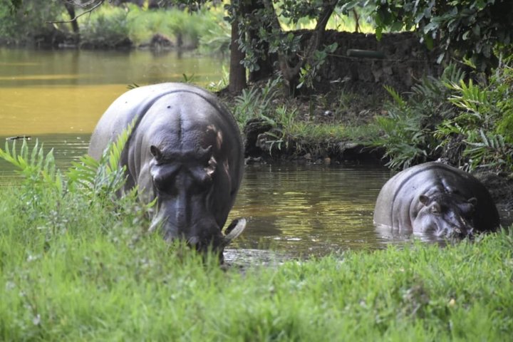Haller Park Tour observing hippos, giraffes, birds, monkeys, crocs & others