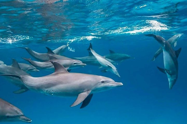 Zanzibar Full Day Private Tour with Sunset Beach & Seafood BBQ