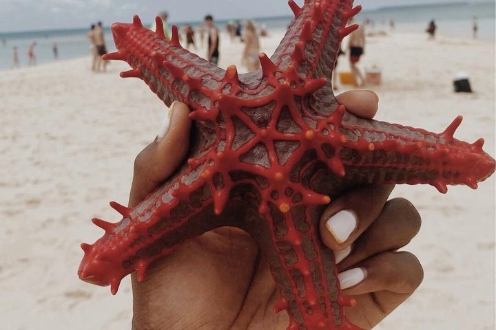 Zanzibar Full Day Private Tour with Sunset Beach & Seafood BBQ