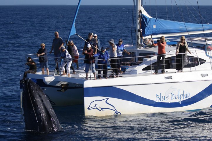 Hervey Bay Exclusive Whale Watch Encounter