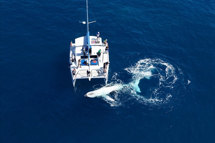 Hervey Bay Exclusive Whale Watch Encounter