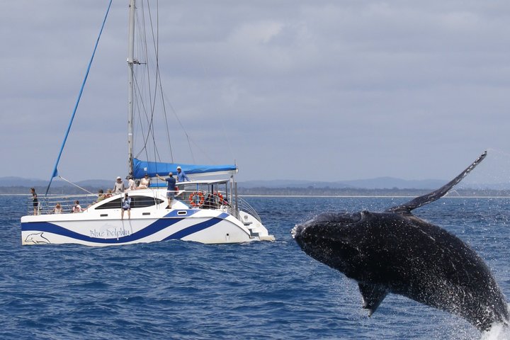Hervey Bay Exclusive Whale Watch Encounter
