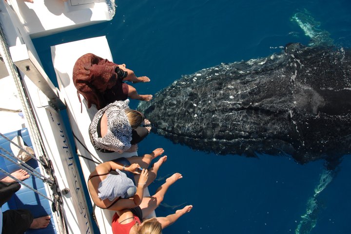 Hervey Bay Exclusive Whale Watch Encounter