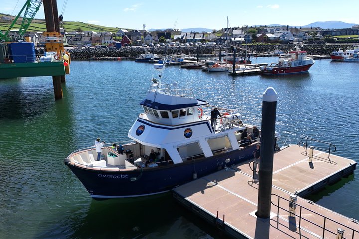 1 hour Dingle Bay Cliff Tour
