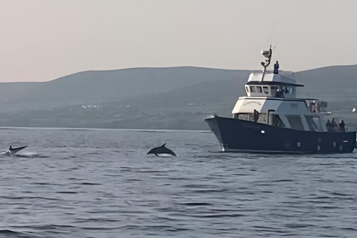 2-hour Guided Mini Eco Tour at Dingle, Ireland