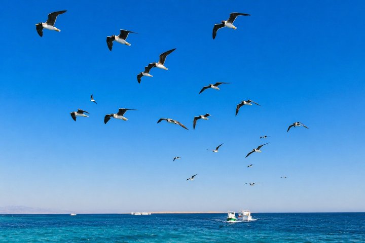 Hurghada: VIP Seafood Yacht to 3 Islands, Dolphins & Snorkeling