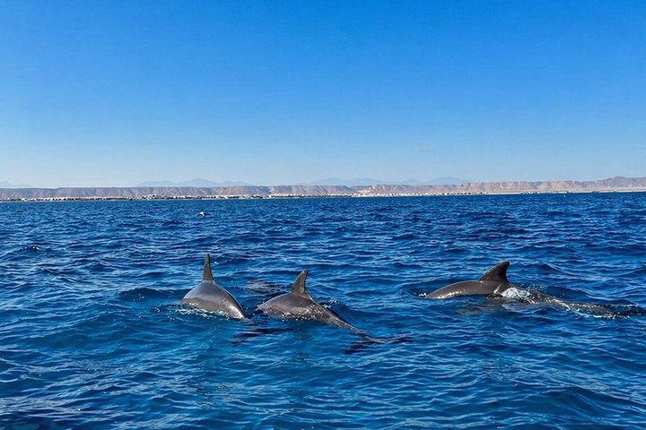 Hurghada: VIP Seafood Yacht to 3 Islands, Dolphins & Snorkeling