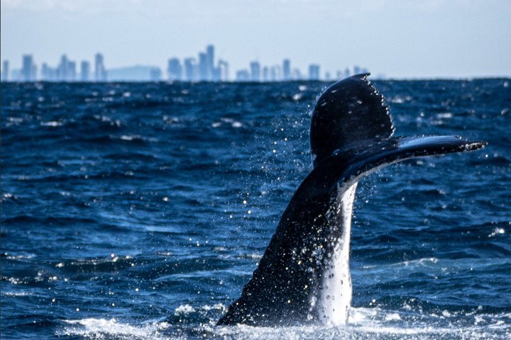 Swim With the Whales