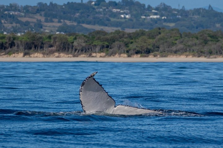 Whale Watching Tour - Fast Boat