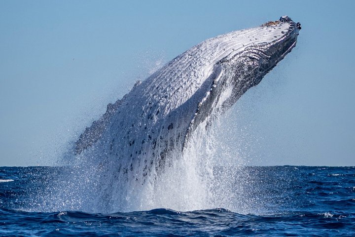 Whale Watching Tour - Fast Boat