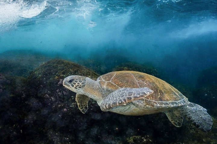 Ultimate Ocean Encounter Group Charter