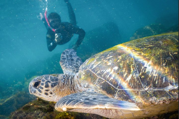 Ultimate Ocean Encounter Group Charter