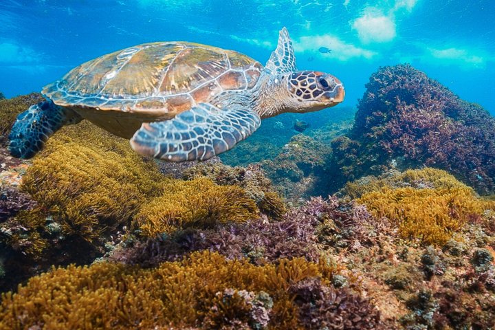 Ultimate Ocean Encounter Group Charter