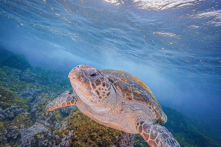 Ultimate Ocean Encounter Group Charter