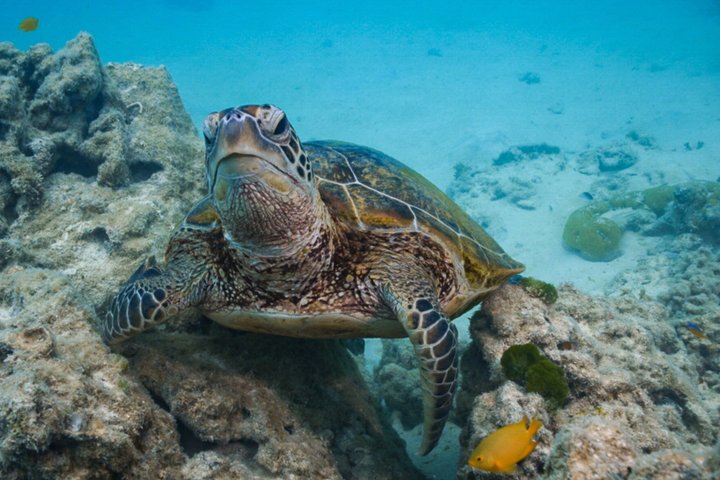 Ultimate Ocean Encounter Group Charter