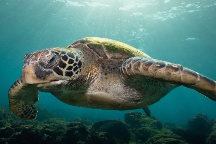 Ultimate Ocean Encounter Group Charter