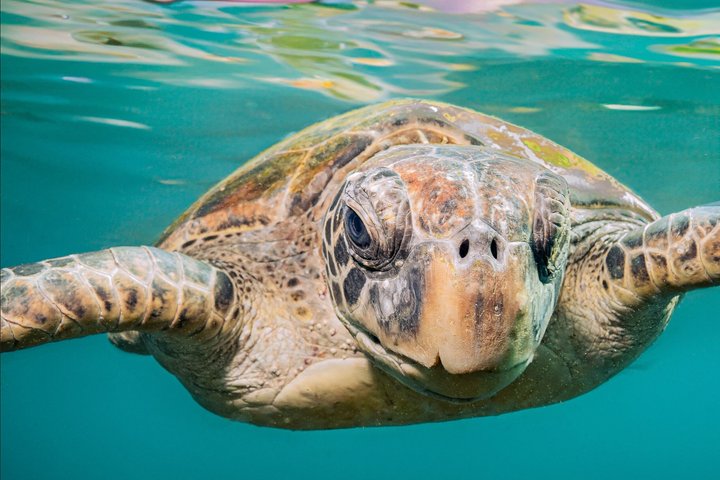 Ultimate Ocean Encounter Group Charter