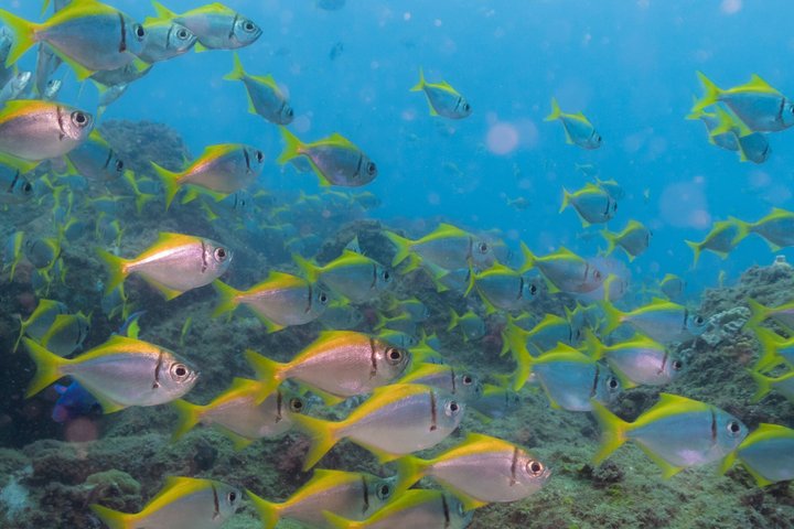 Ultimate Ocean Encounter Group Charter