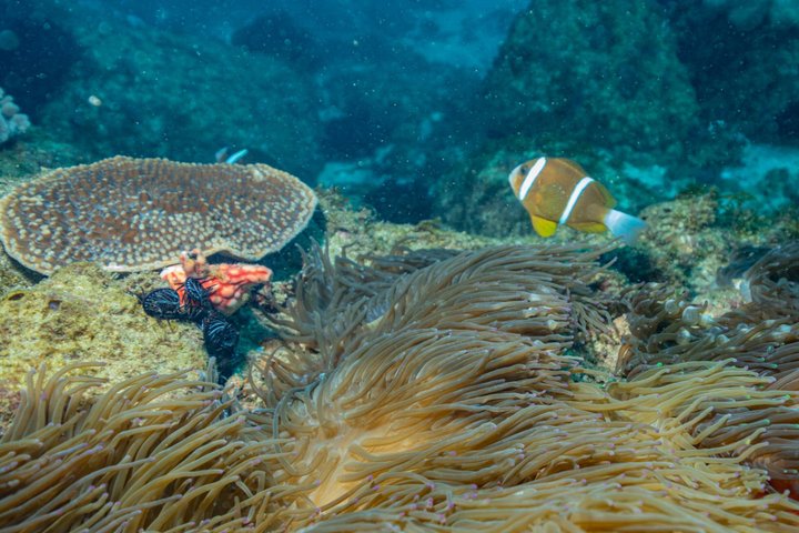 Ultimate Ocean Encounter Group Charter