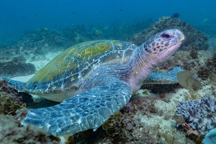 Ultimate Ocean Encounter Group Charter