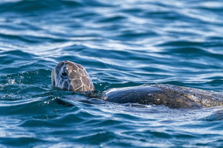Ultimate Ocean Encounter Group Charter
